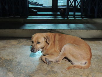 Dog resting on floor