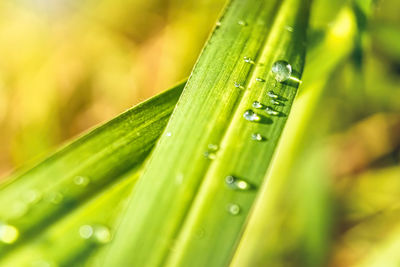 Close-up of raindrops on green leaves