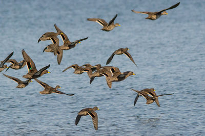 Flock of birds flying over water