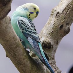 Close-up of parrot perching on tree