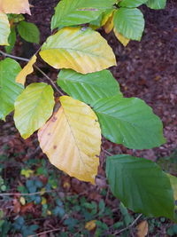 Close-up of fresh green plant