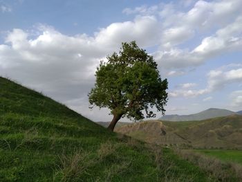 Tree on field against sky