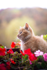 Close-up of cat looking away