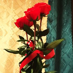 Close-up of red rose on plant