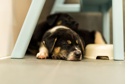 Close-up of puppy resting on seat at home