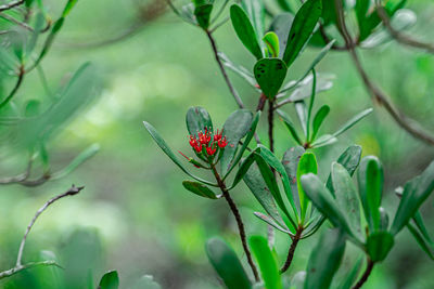 Close-up of red berries growing on plant