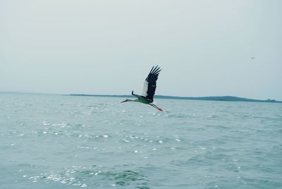 Bird flying over sea against sky