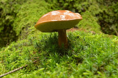 Close-up of mushroom growing on field