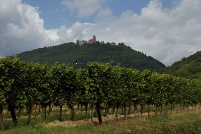 Scenic view of vineyard against sky