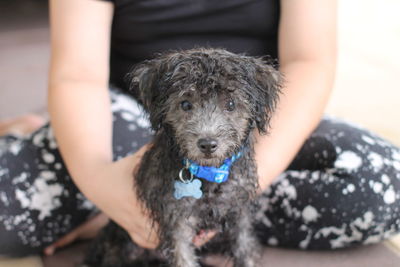 Close-up portrait of dog