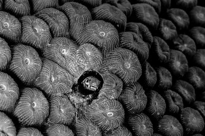 High angle view of blenny fish on corals in sea