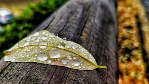 Close-up of wet leaves on tree