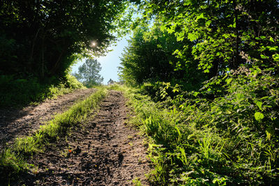 Trail on dirt road amidst trees