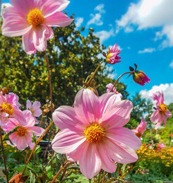 Close-up of pink cosmos flowers