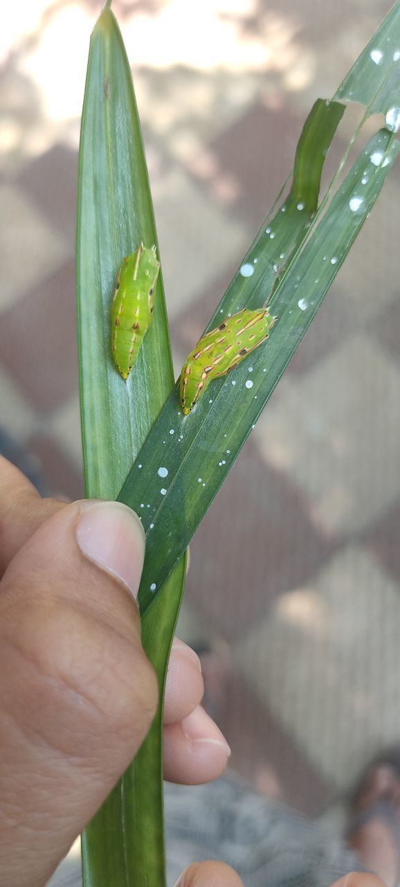 CLOSE-UP OF HAND HOLDING PLANT