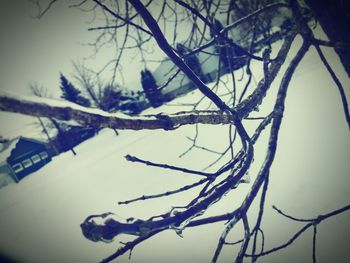 Low angle view of bare trees against sky