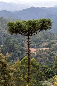 Scenic view of pine trees and mountains