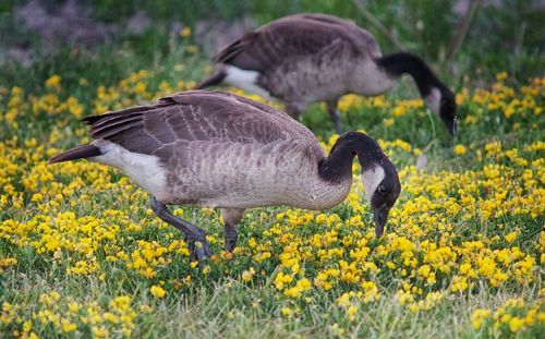 Close-up of yellow bird on field