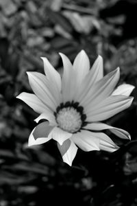 Close-up of white flower