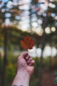 Close-up of hand holding maple leaf