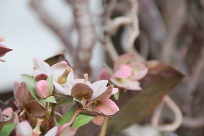 Close-up of pink cherry blossoms
