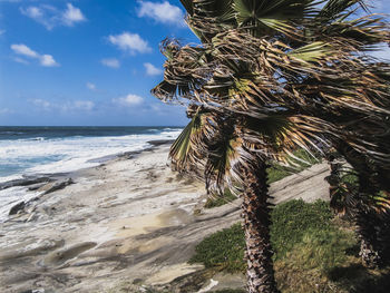 Palm tree by sea against sky