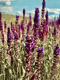 Close-up of purple lavender flowers in field