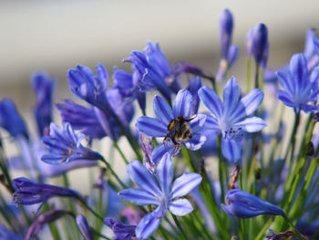 Bee on the last of the summer agapanthus flowers