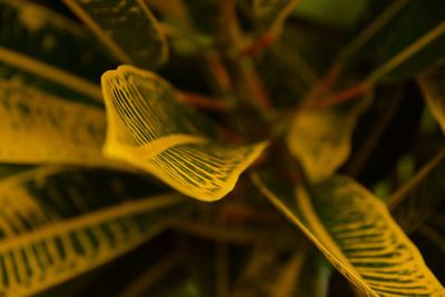 Close-up of yellow leaf