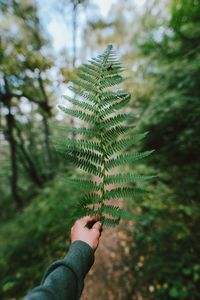 Cropped hand holding plant against trees in forest