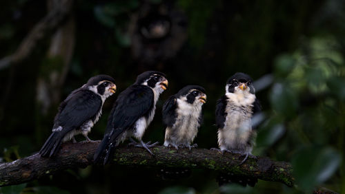 Close-up of birds perching on branch in forest