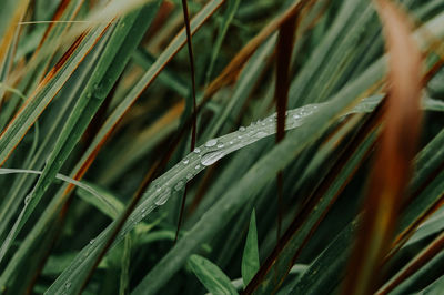 Close-up of wet grass