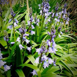 Close-up of purple flowers