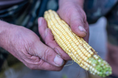 sweet corn