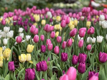 Close-up of multiples-color tulips