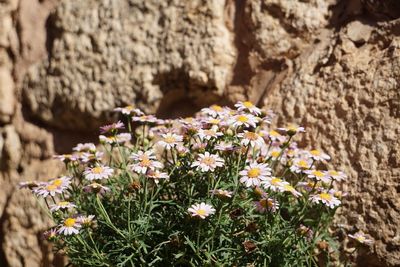 Close-up of flowers against wall