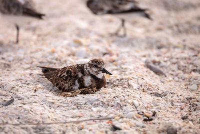 Side view of a bird on land