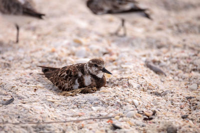 Nesting ruddy turnstone wading bird arenaria interpres along the shoreline of barefoot beach