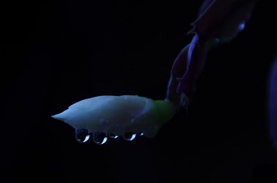 Close-up of hand feeding in water