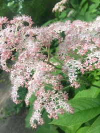 Close-up of pink flowering plant