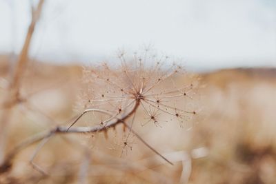 Close-up of dried plant