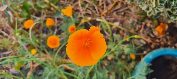 Close-up of orange flower growing on field