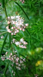 Close-up of flowers blooming on tree