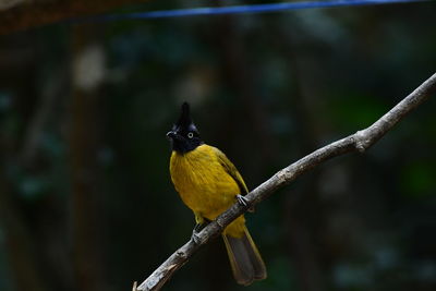 Close-up of bird perching on branch