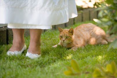 Ginger cat on grass