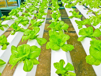 High angle view of chopped leaves on plant