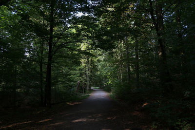 Footpath amidst trees in forest