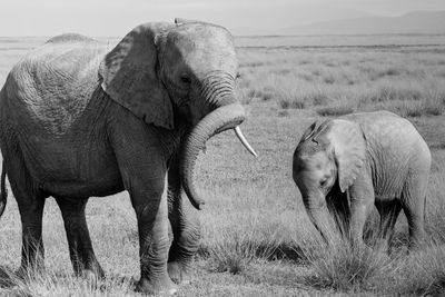 Elephants grazing on grassy field