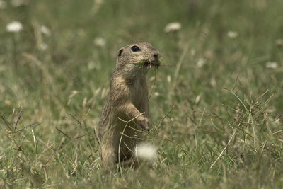 Close-up of lizard on land