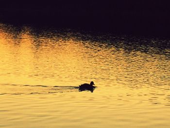 Swan swimming in sea during sunset